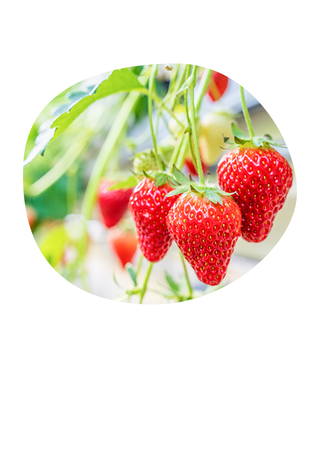 いなみ野で、笑顔を収穫しよう